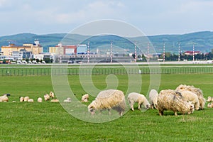 Sheeps near the airport of Sibiu city in Romania show contrast between nature and urban