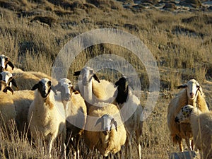 Sheeps - Northern Cyprus