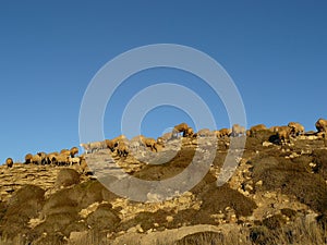 Sheeps - Northern Cyprus