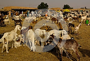 Sheeps and other livestock at the Local cattle market in Agades, Air, Niger