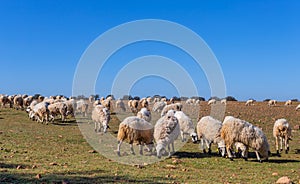 Sheeps pacing in the field