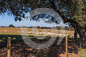 Sheeps pacing in the field