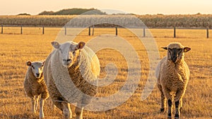Sheeps in paddock on wheat field background.Farm animals. Animal husbandry and agriculture.Breeding and rearing sheep