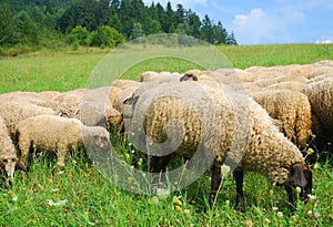 Sheeps on the pasture