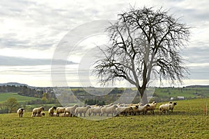 Sheeps on a pasture in autumn