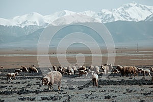 Sheeps pasture in field with snowy mountains