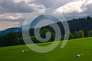 Sheeps on pasture in Gipuzkoa, Euskadi