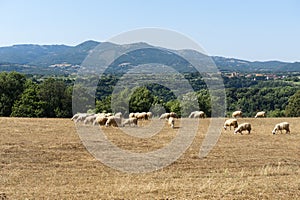 Sheeps at pasture in Maremma