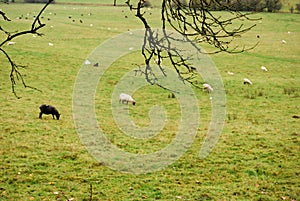 Sheeps in a pasture / meadow eating grass. With branches of a tree in front. On fall season, countryside nature and wild photograp