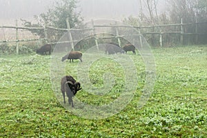 Sheeps on the pasture in morningdust