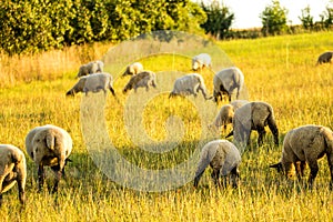 Sheeps on a pasture in summer