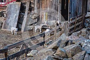 Sheeps in Poland