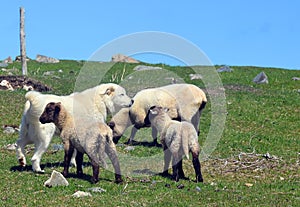 Sheeps and Pyrenean Mountain Dog