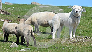 Sheeps and Pyrenean Mountain Dog