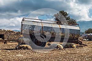 Sheeps relax in a shadow of rusty metal water tank on a farm of Northern Cyprus on a hot autumn day