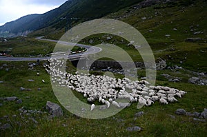 Sheeps on road