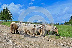 Sheeps on the road of Transilvania