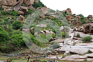 Sheeps roaming around the hill of Hampi, probably unguided photo