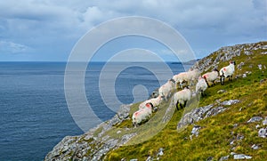 Sheeps roaming near the Slieve League, County Donegal, Ireland