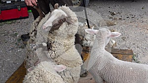 sheeps before shearing