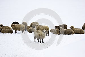Sheeps
