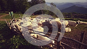 Sheeps in sheepfold