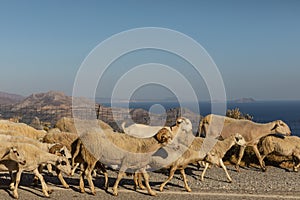 Sheeps. Sheeps in the mountains.