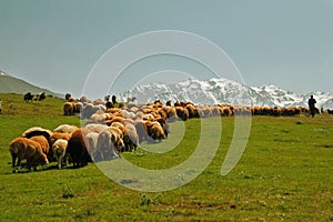 Sheeps, shepherd