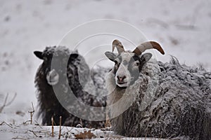 Sheeps in the snow, Kolmarden, Ostergotland, Sweden