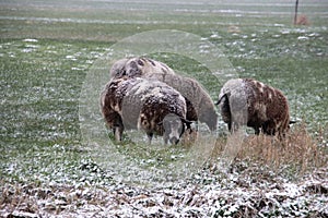 Sheeps in snow at the lowest polder in the Netherlands Zuidplaspolder between Gouda and Rotterdam