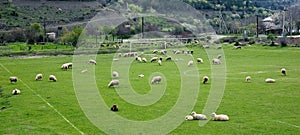 Sheeps on a soccer field