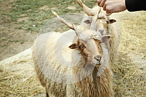 Sheeps with spiral horns or Racka sheeps