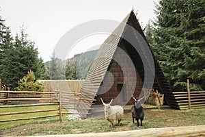 Sheeps with spiral horns or Racka sheeps