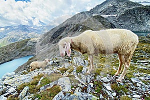 Sheeps standing at high altitude mountains