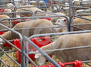 A Sheeps in a steel lambing sheds at a Australia farming industries.