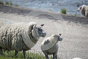 Sheeps on a on Texel island in The Netherlands