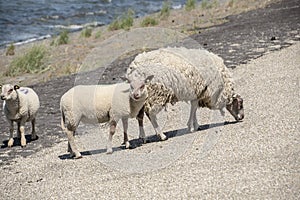 Sheeps on a on Texel island in The Netherlands