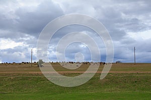 Sheeps under dark sky