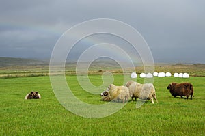 Sheeps under strong wind and rainbow in highlands