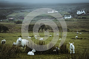 Sheeps in the vastness of Scotland