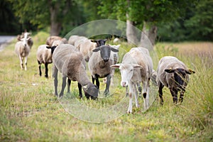 sheeps walking in fields