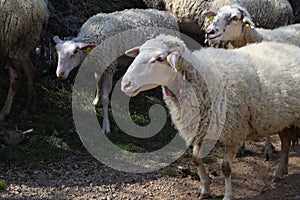 Sheeps walking in a forest