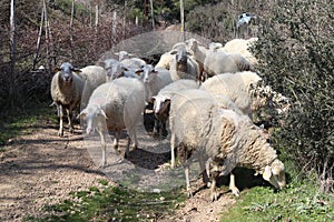 Sheeps walking in a forest