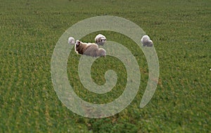 Sheeps walking in a green field.