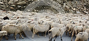 Sheeps walking on mountain road in Kargil, India photo