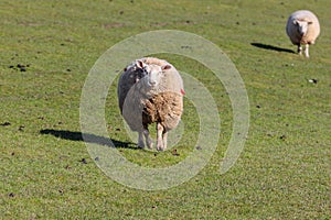 Sheeps at Westerhever