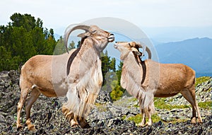 Sheeps in wildness area