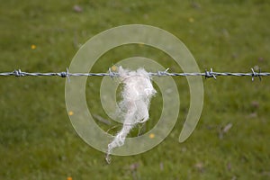 Sheeps' Wool Snagged on Barbed Wire