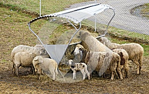 Sheeps with young animals