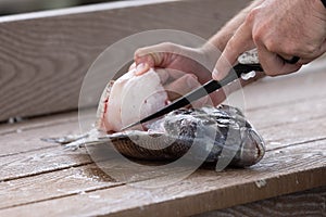 Sheepshead Fish Being Cleaned For Food